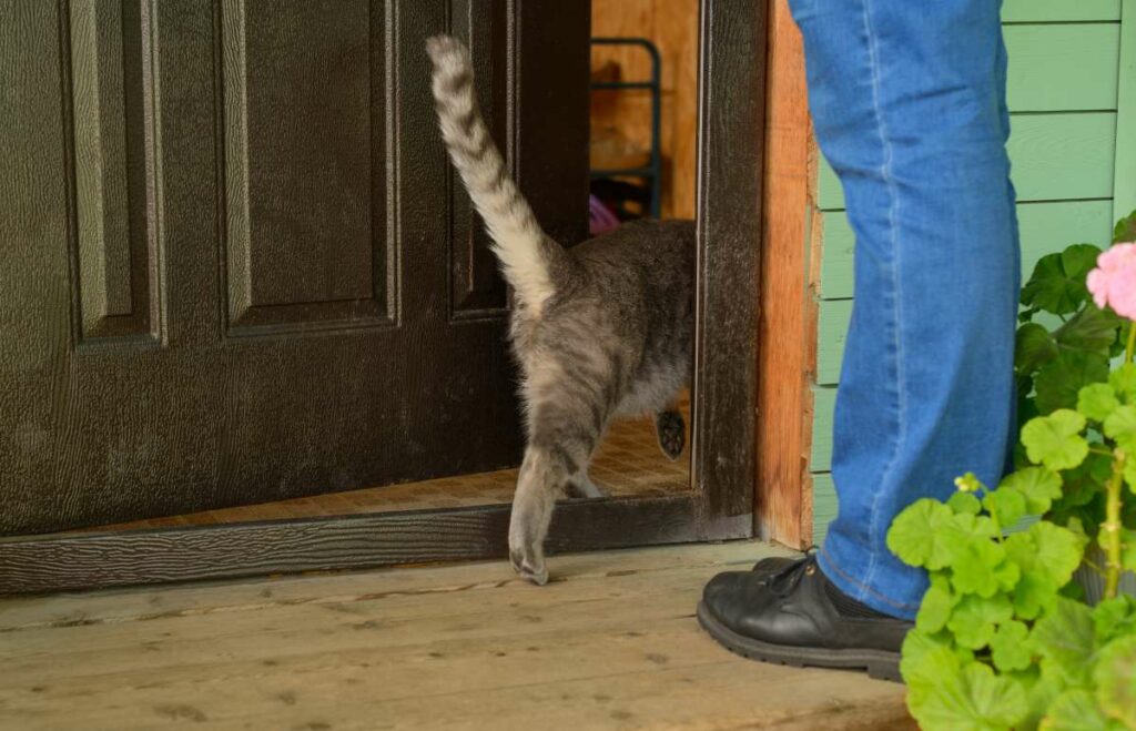 Katze Kommt Nicht Nach Hause Katze kommt nicht nach Hause? – Gründe, Tipps und Tricks