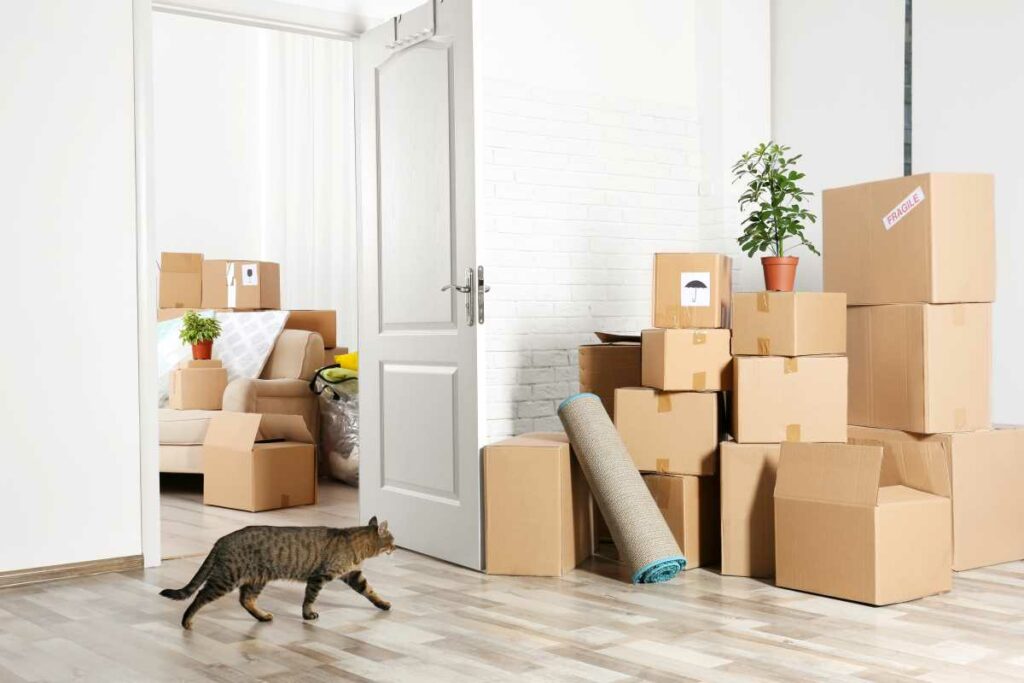 Katze kommt wegen Umzug nicht nach Hause