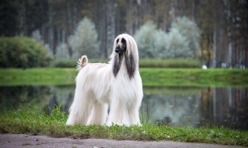 afghanischer windhund