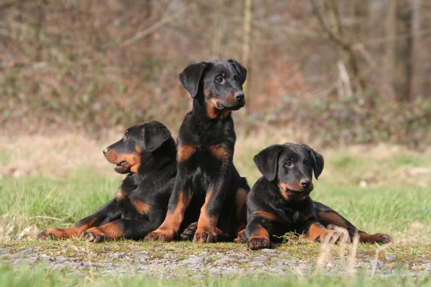 beauceron
