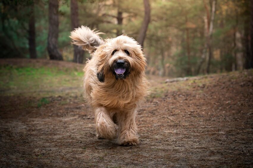 briard