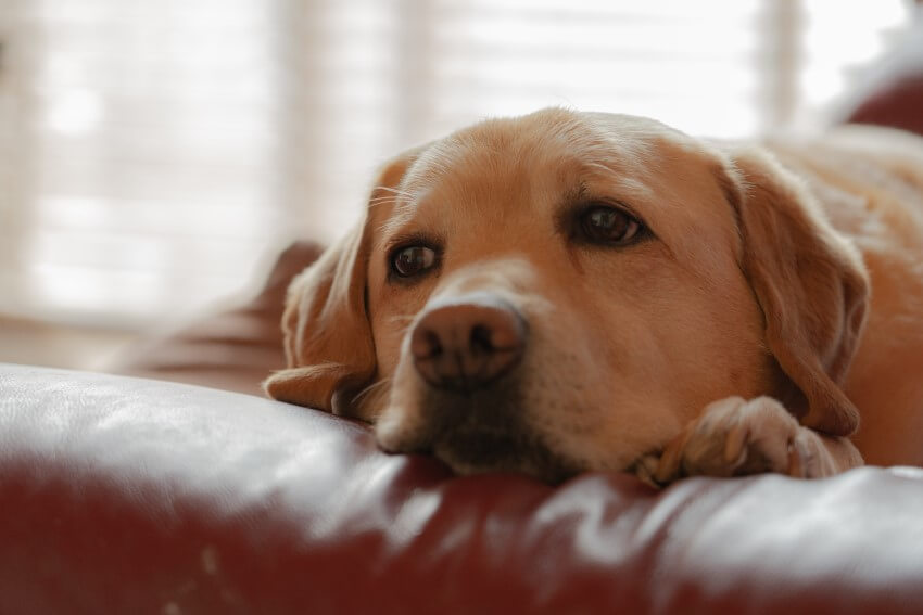 demenz hund