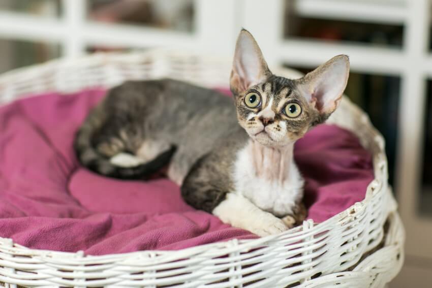 devon rex