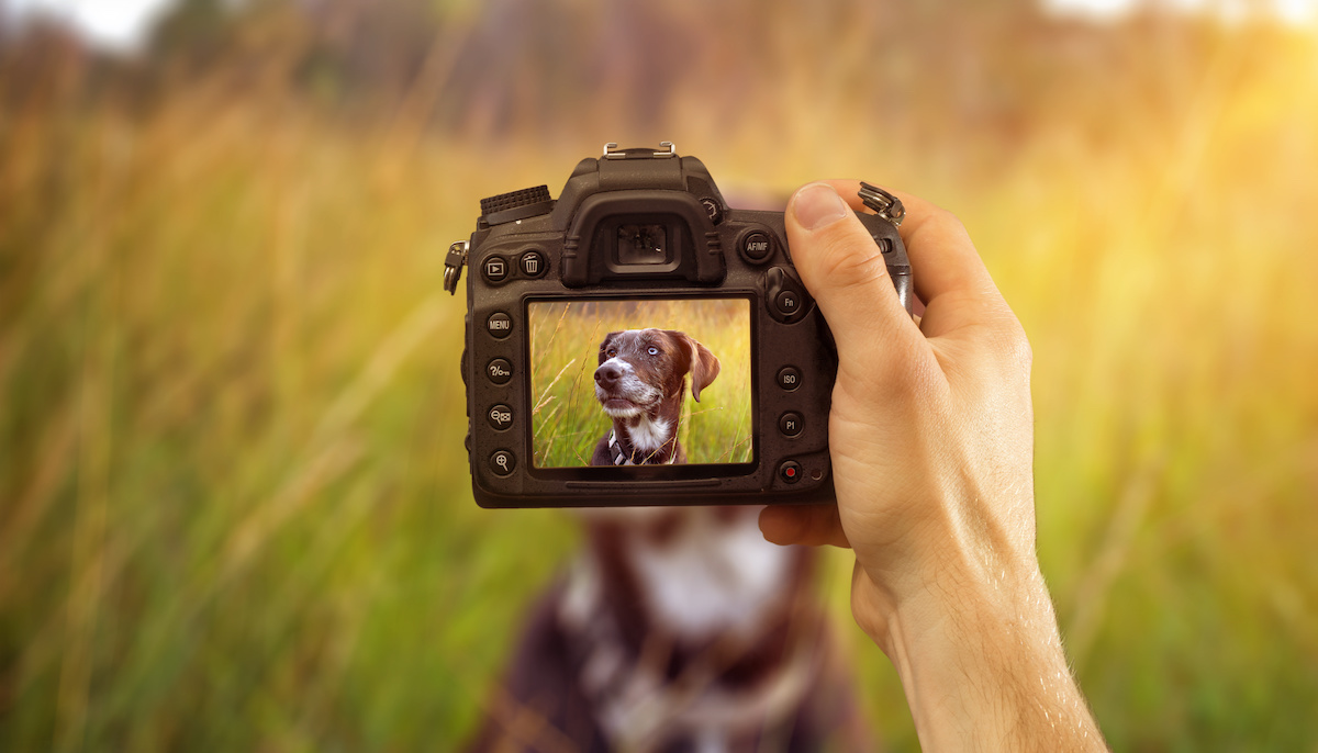 fotografie hund