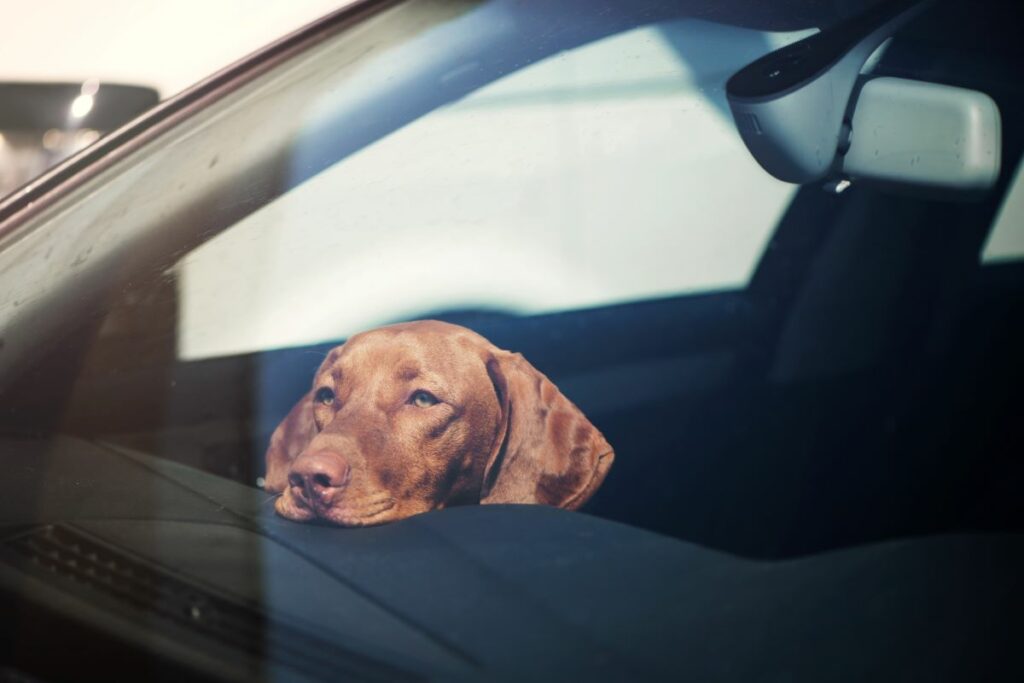 hund abkühlen