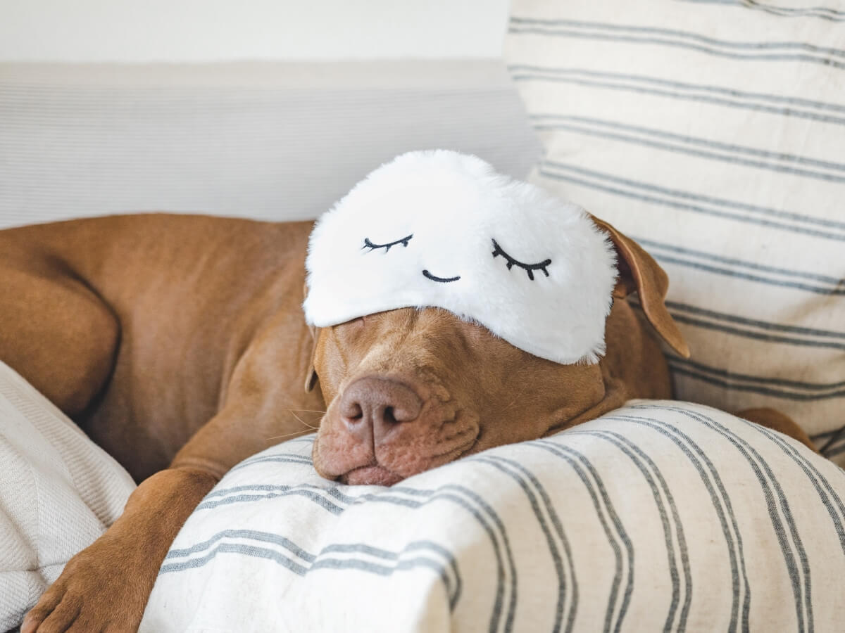 hund schläft viel