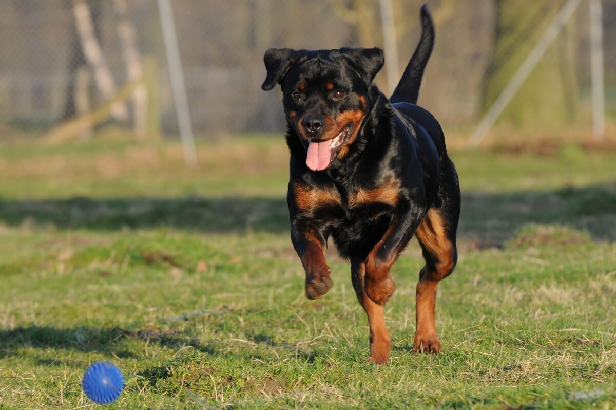 hund knurrt beim spielen