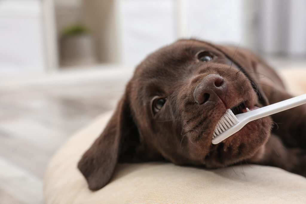 hund zahnbuerste