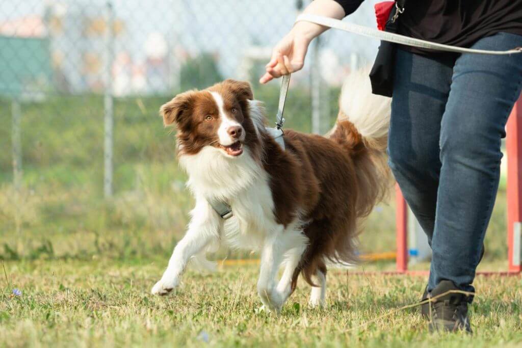 Hundeschule