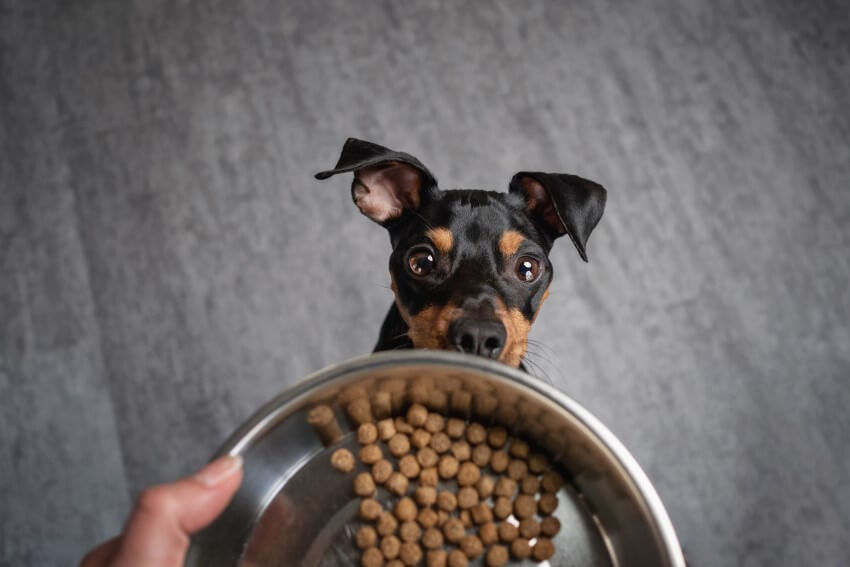 hypoallergenes hundefutter