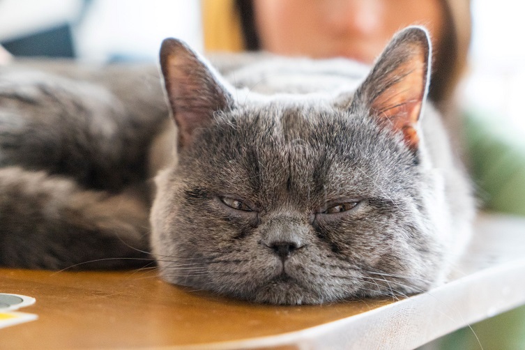 katze kotzt2 1