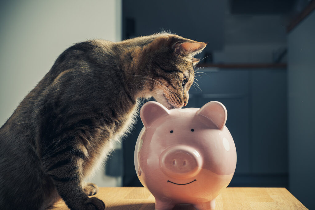 katze sparschwein 1024x683 1