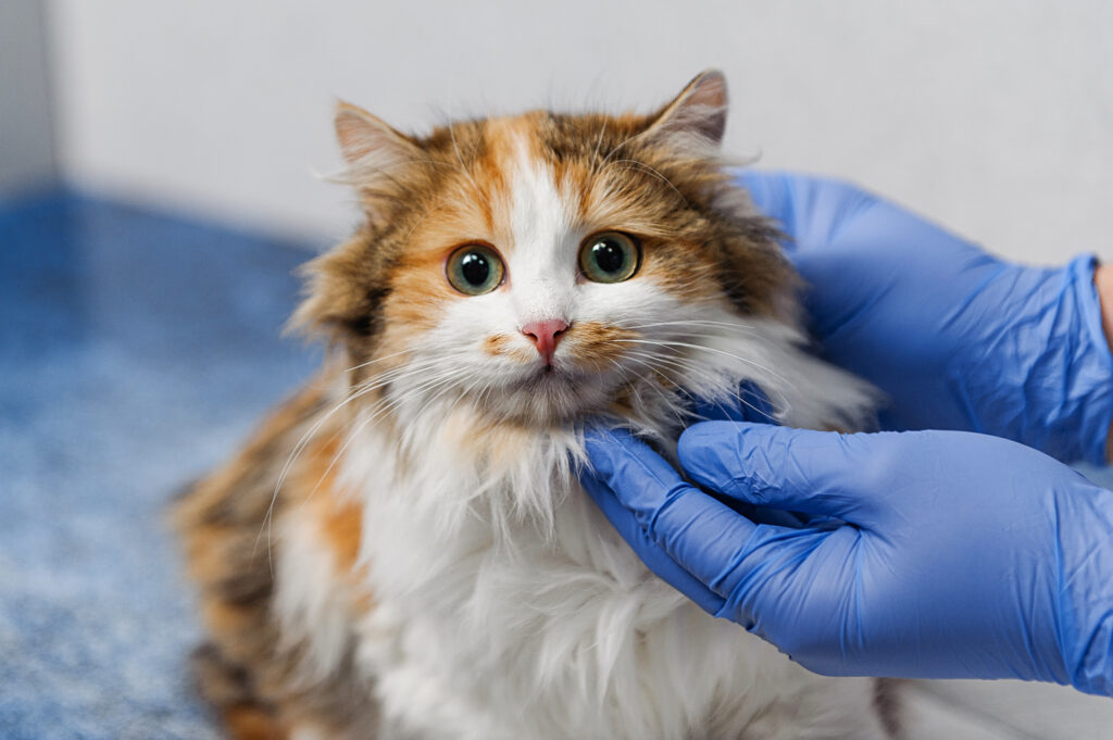 Katze sterilisieren