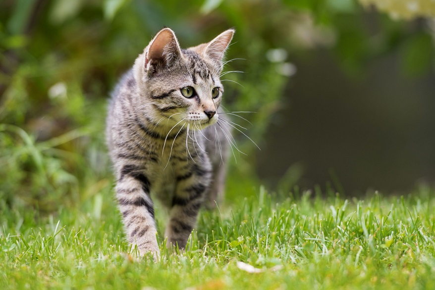 katze zugelaufen4