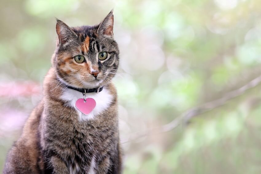 katzennamen