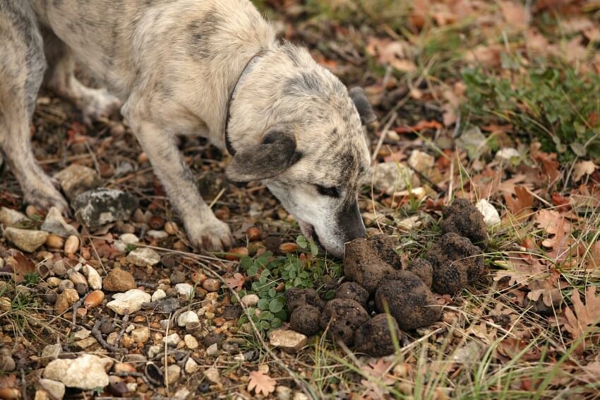 trueffelhund