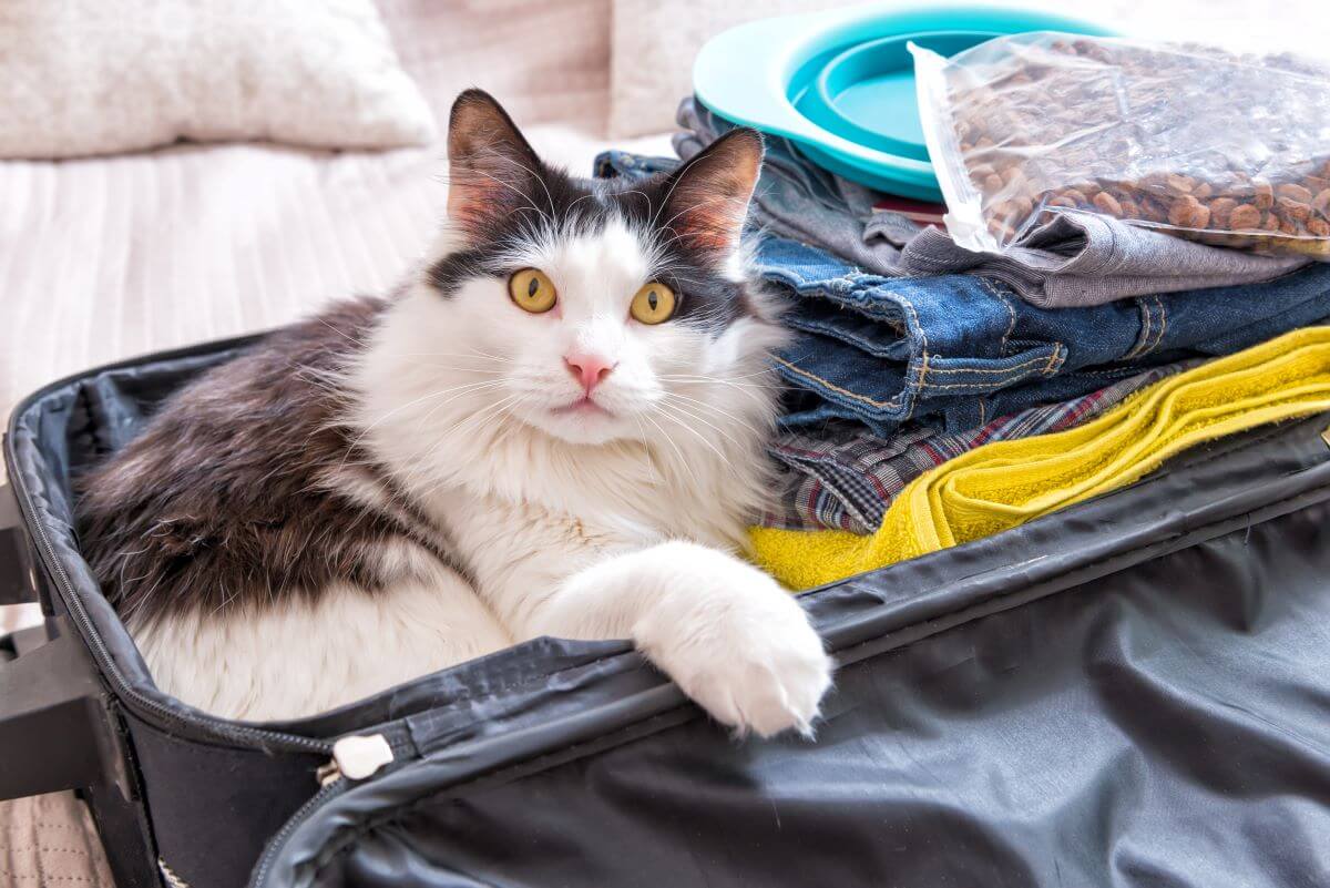 urlaub mit katze