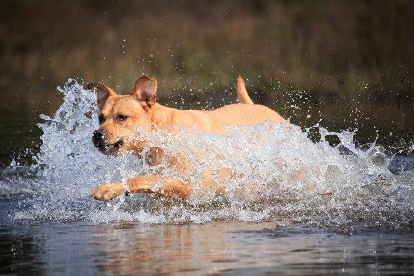 wasserrute beim hund