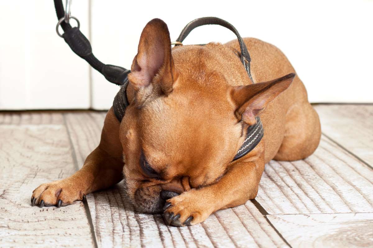 Dein Hund will nicht Gassi gehen? 12 Gründe, warum das so ist