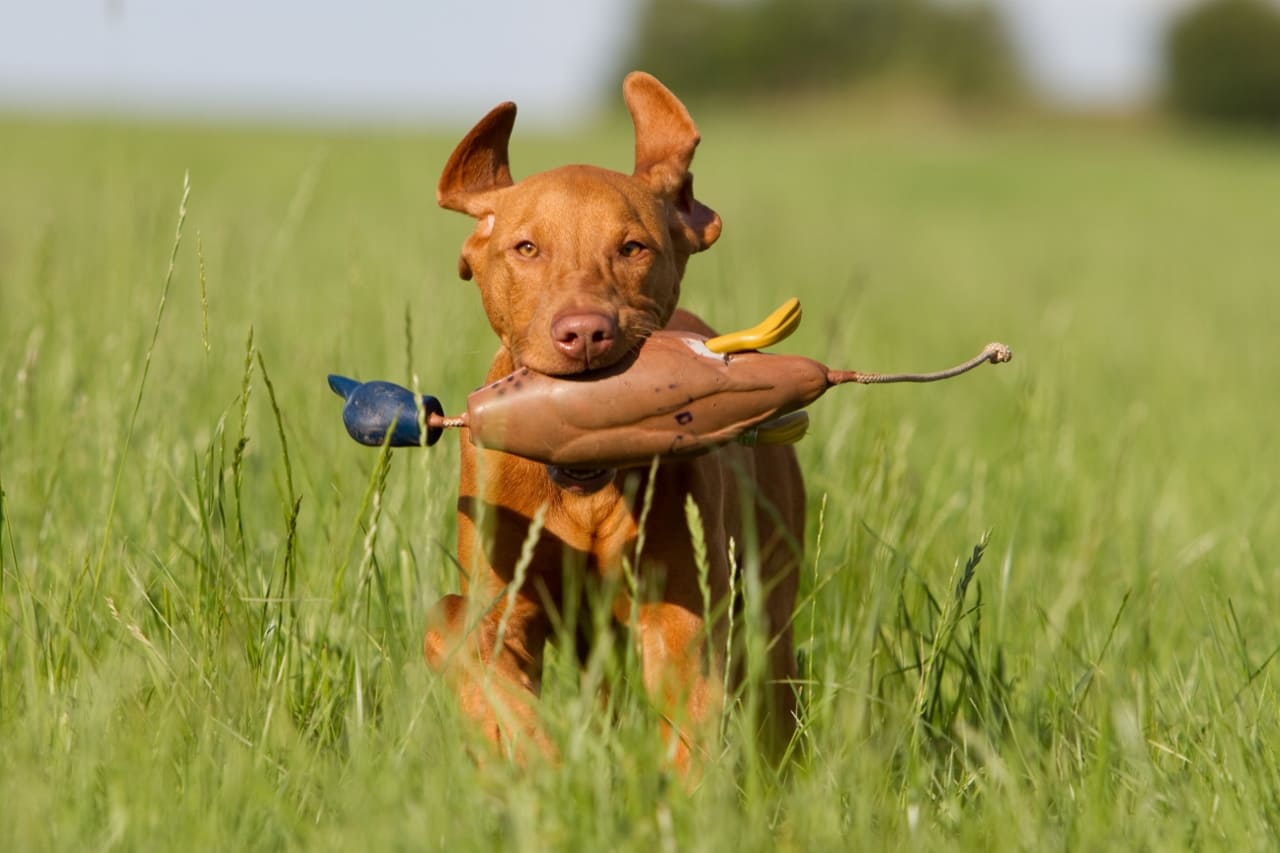 Jagdhund Rassen