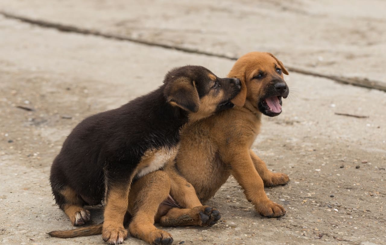 Kangal