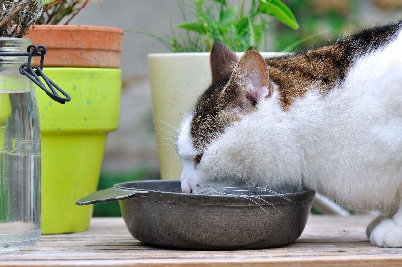 Katze Giardien