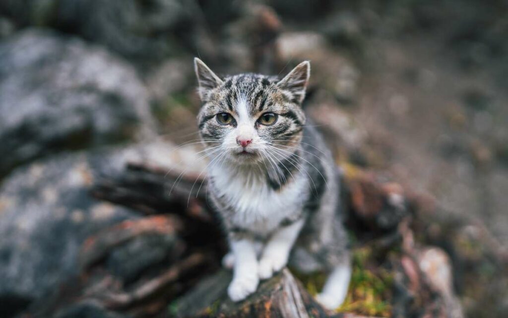 Katze anlocken
