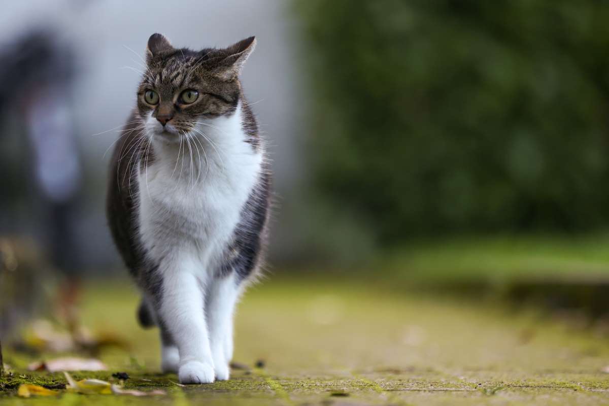 Katze anlocken