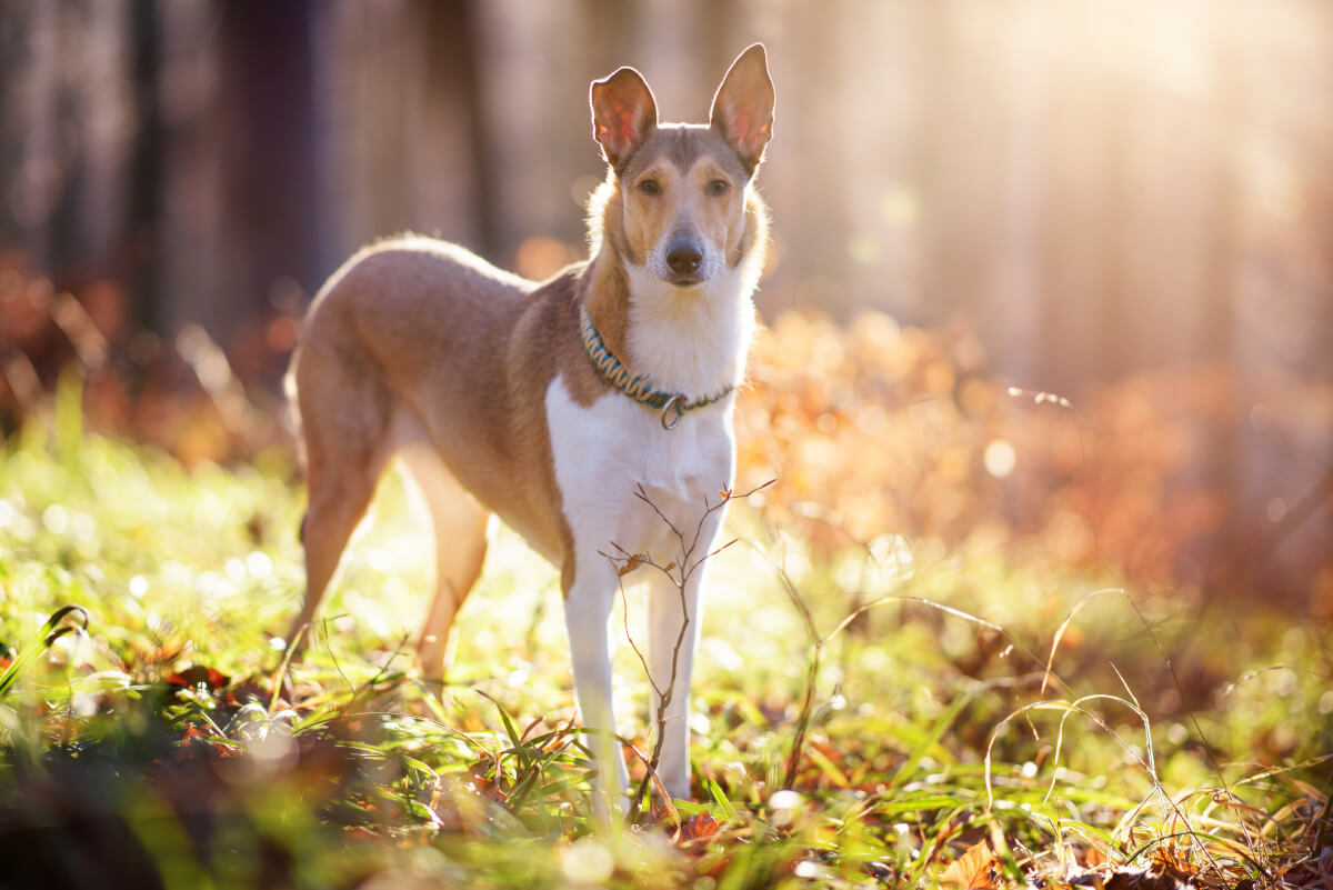 Kurzhaarcollie