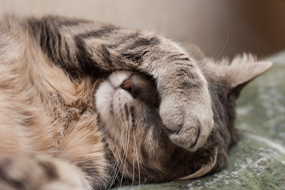 bauchschmerzen-katze