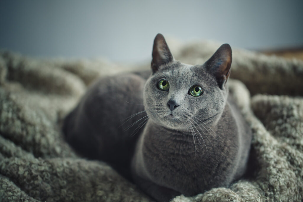 Katze schläft auf mir