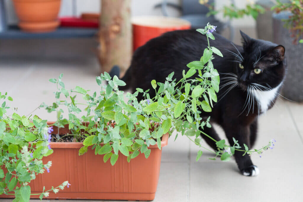 Katzenallergie