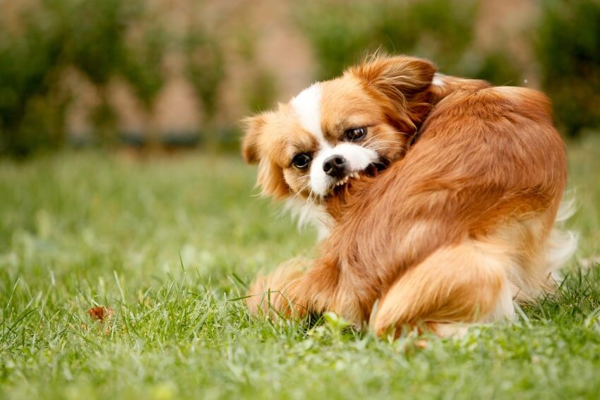 flohbisse hund