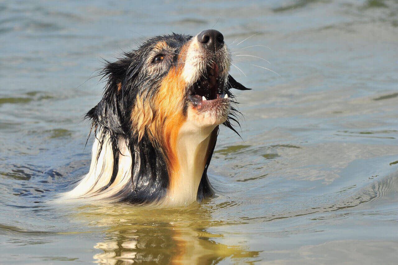 Hund jault