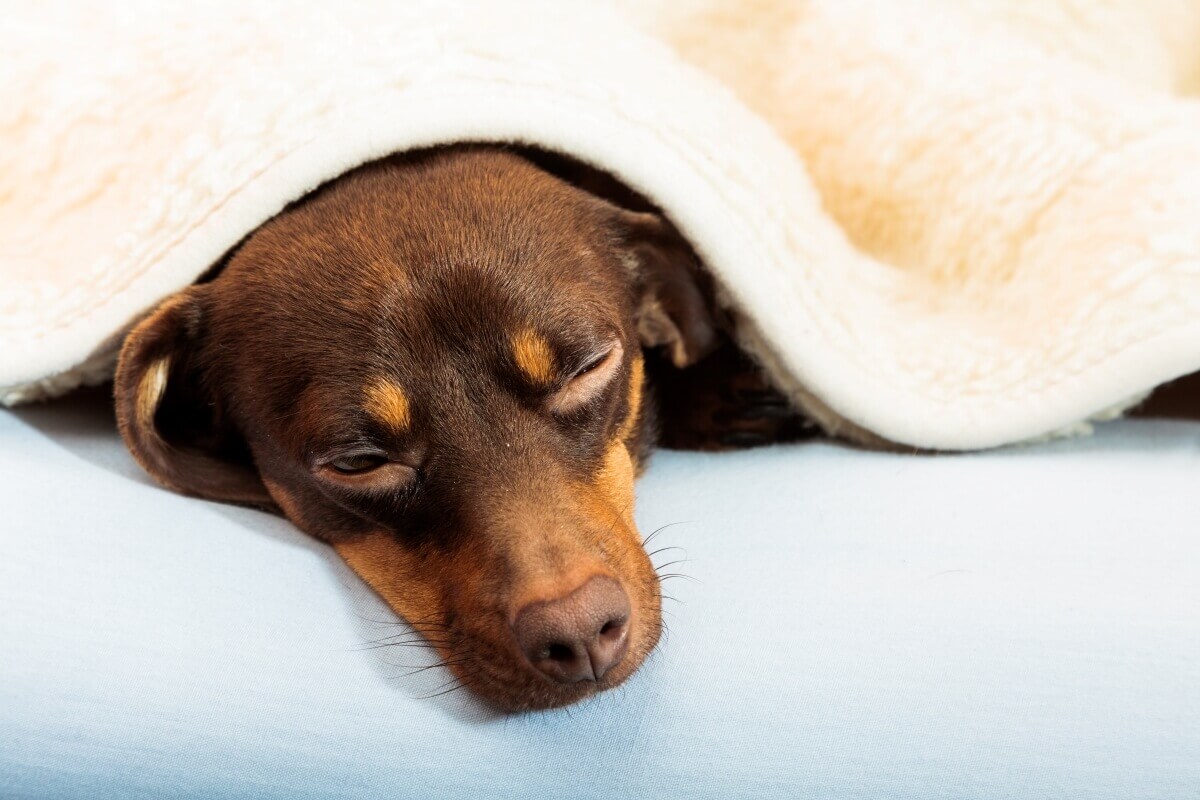hund röchelt