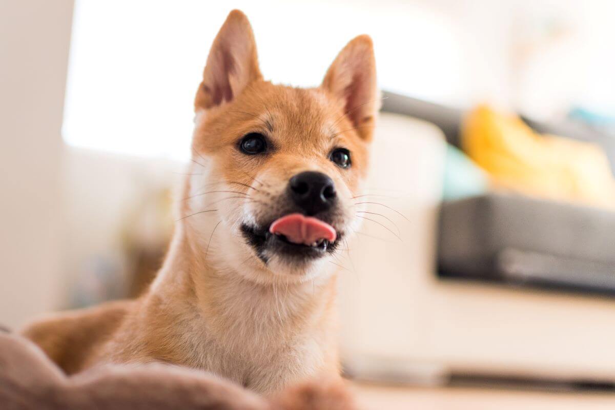 hund-schmatzt