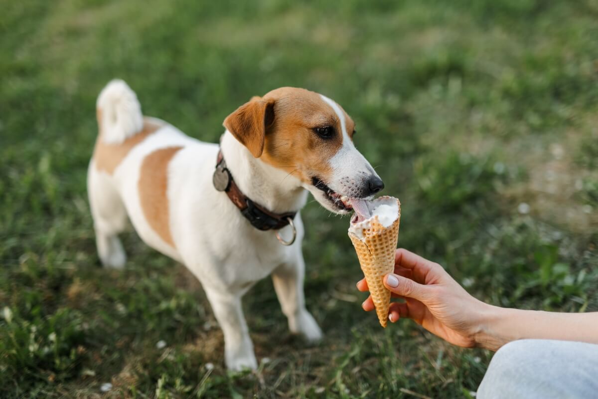 hunde eis selber machen