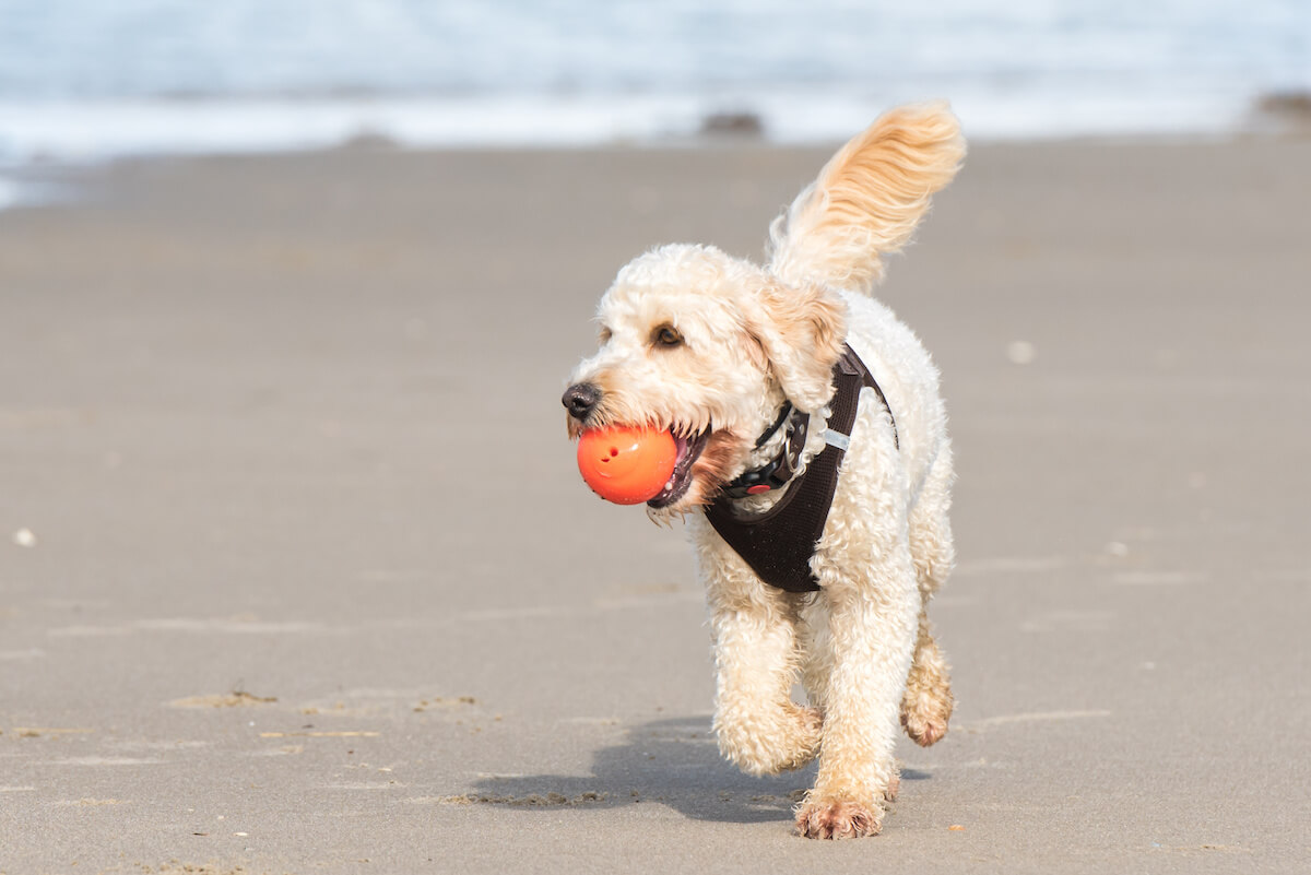Hundestrand auf Sylt
