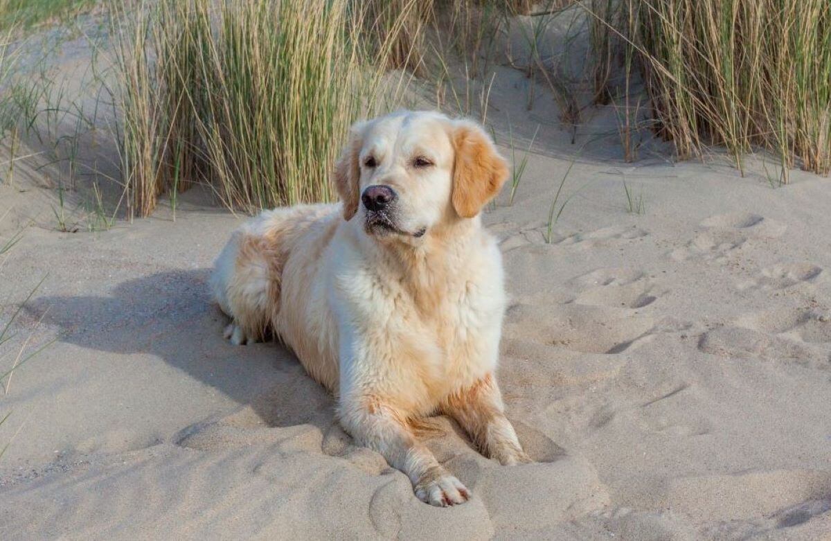 hundestrand fehmarn