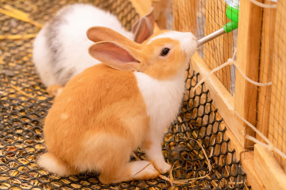 Kaninchen trinkt viel