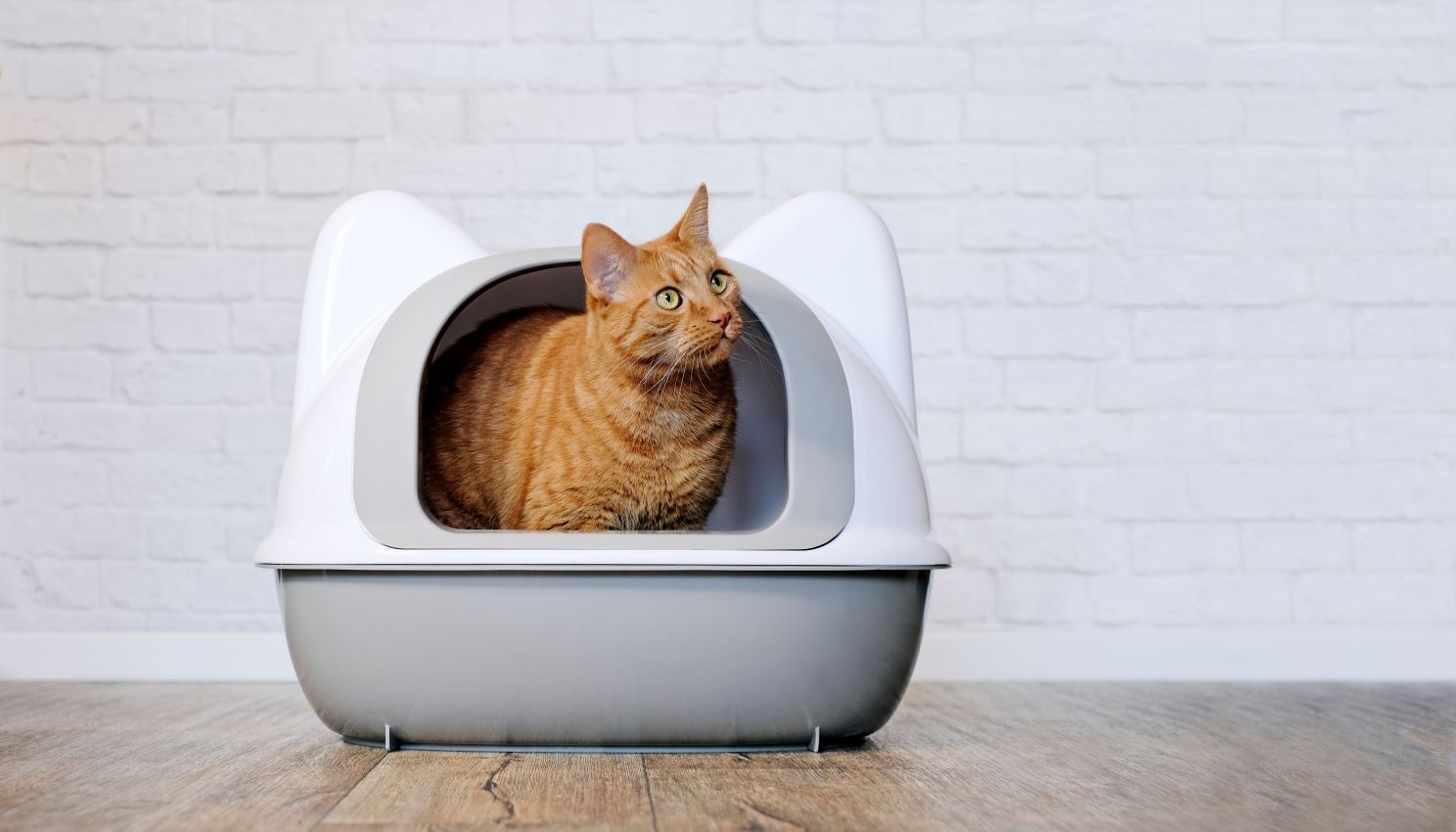 katze stubenrein bekommen
