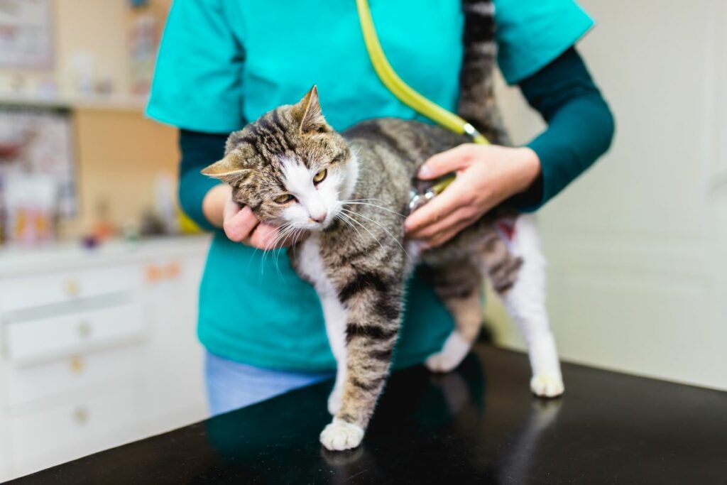 katze einschlaefern 2