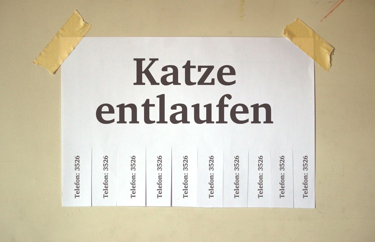 katze entlaufen
