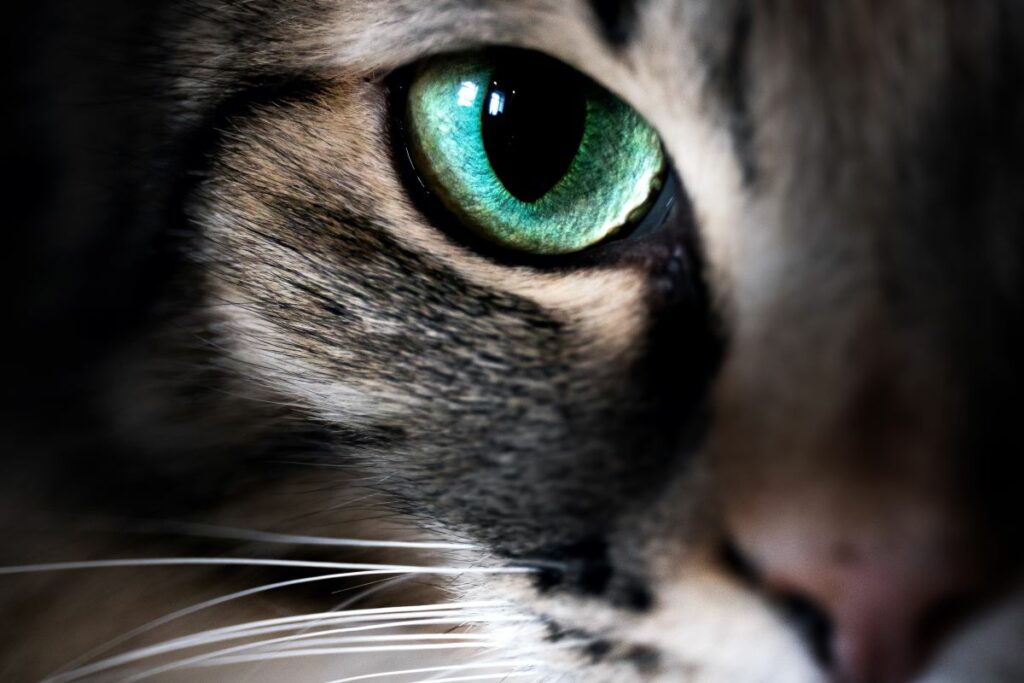 katze farben sehen