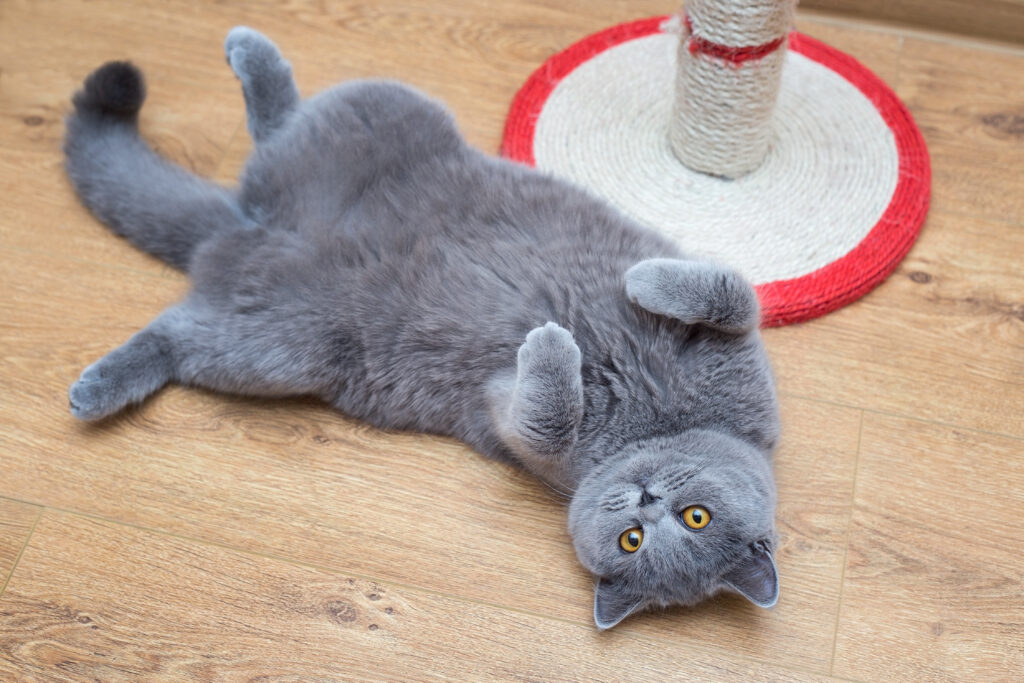Katzenallergie