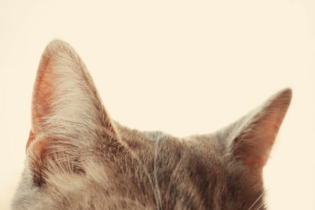 katze heisse ohren