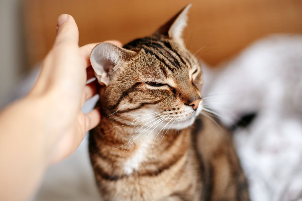 Katze Hat Warme Ohren