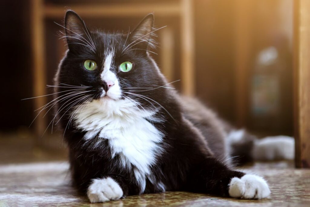 katze heisse ohren 3
