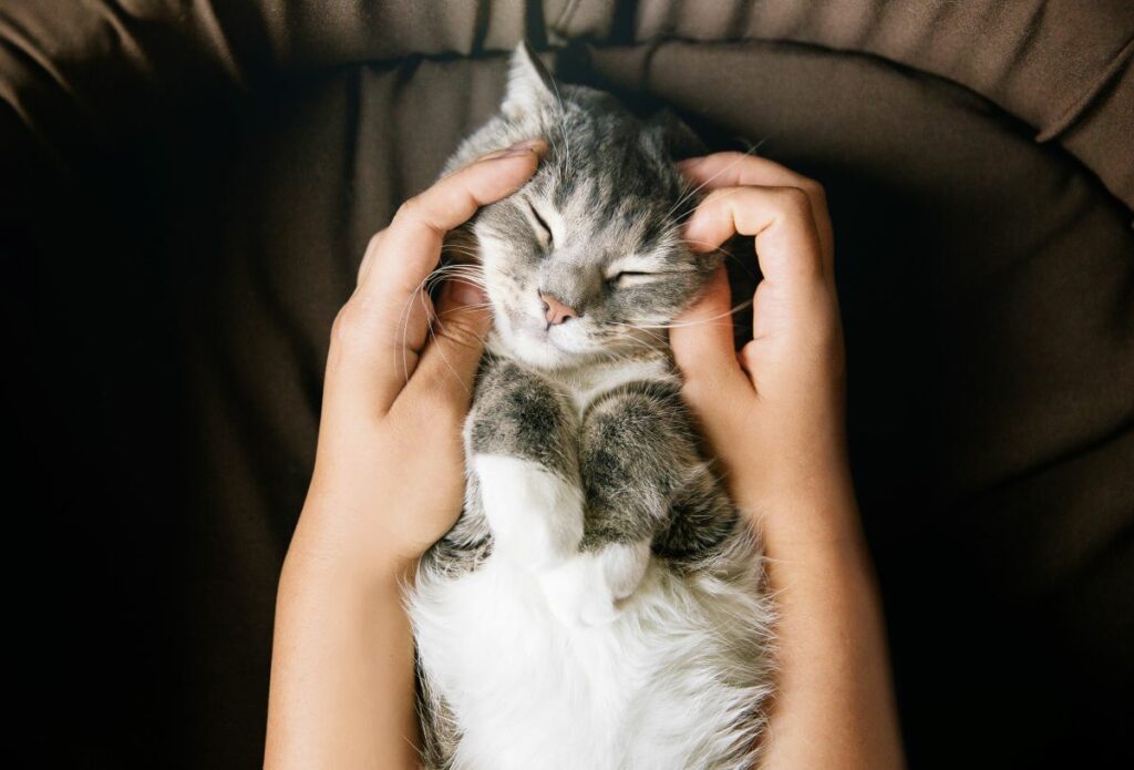 katze heisse ohren 4
