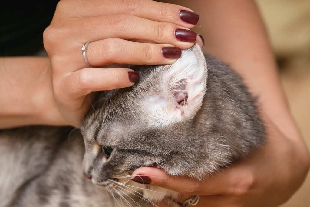 katze heisse ohren 5